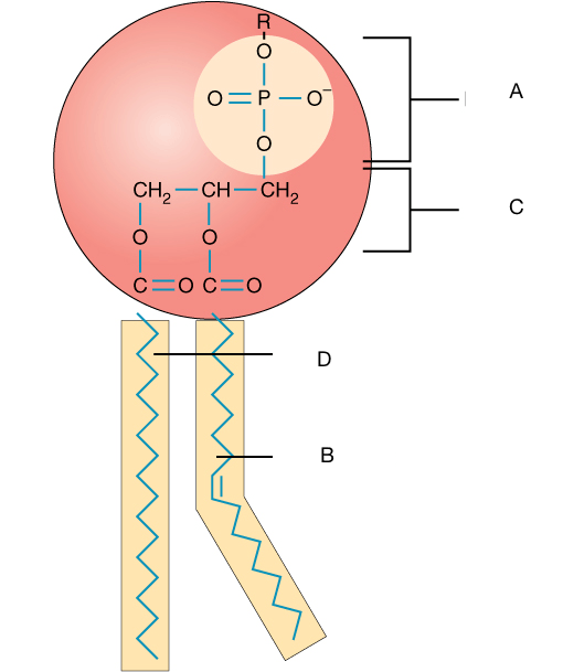The polar head is made of phosphate groups (A) bonded to fatty acid chains (B). One fatty acid is made of carbon-carbon single bonds (D), while the other is made of a mix of carbon-carbon double bonds and carbon-carbon single bonds.