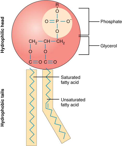 Phospholipid structure: two fatty acid tails, a glycerol backbone, and a phosphate group