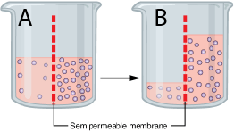 Beaker A and beaker b. Beaker A has more solute in the right side than the left side. Beaker B has the same amount of solute, but way more solvent in the right side than the left side.