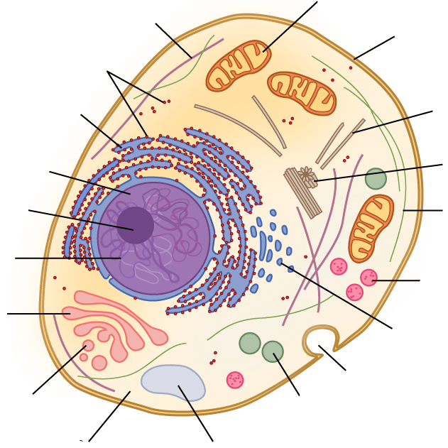 A eukaryotic cell that contains many different, tiny structures. The arrows point to these structures. 