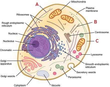 A diagram of a cell. Letter C corresponds to the smallest fiber of the cytoskeleton. Letter A shows a fiber that's slightly larger. Letter B shows the largest fiber.