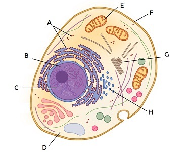 Diagram of a cell