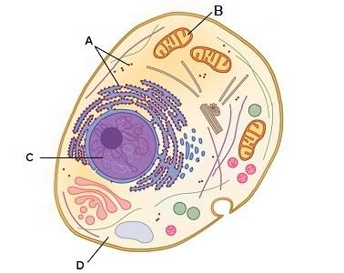 diagram of cell organelles