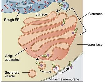 A diagram showing proteins leaving the Golgi apparatus, and crossing the cell membrane in vesicles.