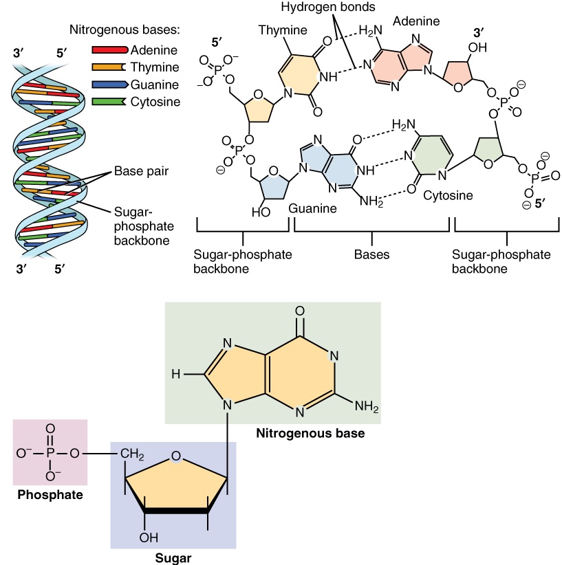 Nucleotide — Overview & Structure Expii