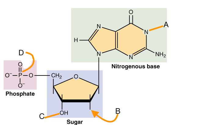 A points to the nitrogenous base, B to the part of the sugar without oxygen, C to a part of the sugar with oxygen, and D to the phosphate group.