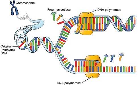 A diagram of DNA replication