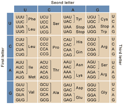 Four codons code for Valine, GUU, GUC, GUA, and GUG. Four codons code for alanine, GCU, GCC, GCA, GCG. Four codons code for glycine, GGU, GGC, GGA, GGG.