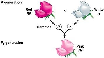 A red flower has the genotype capital R capital R.  A pink flower has the genotype capital R lowercase R.  A white flower has the genotype lowercase r lowercase r. 