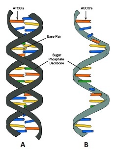 This picture shows two molecules. Molecule A has two strands. Molecule B has one strand.