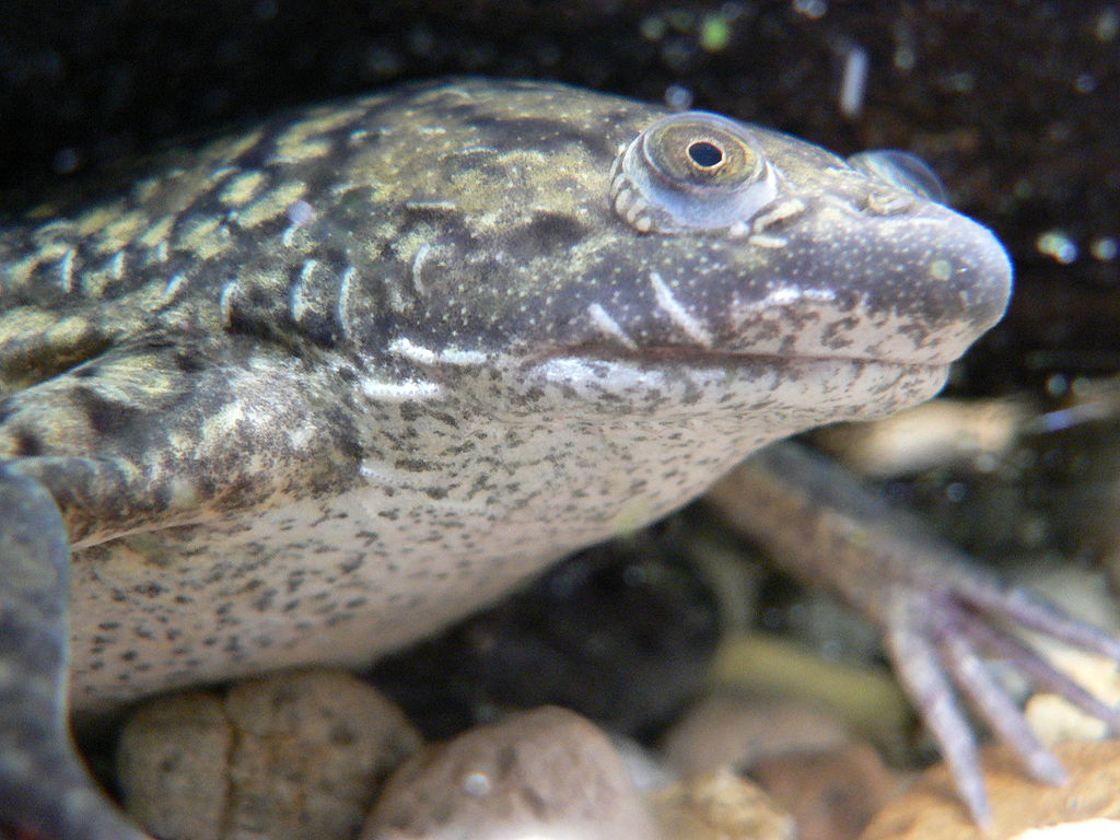 https://commons.wikimedia.org/wiki/File:African_Clawed_Frog.JPG
