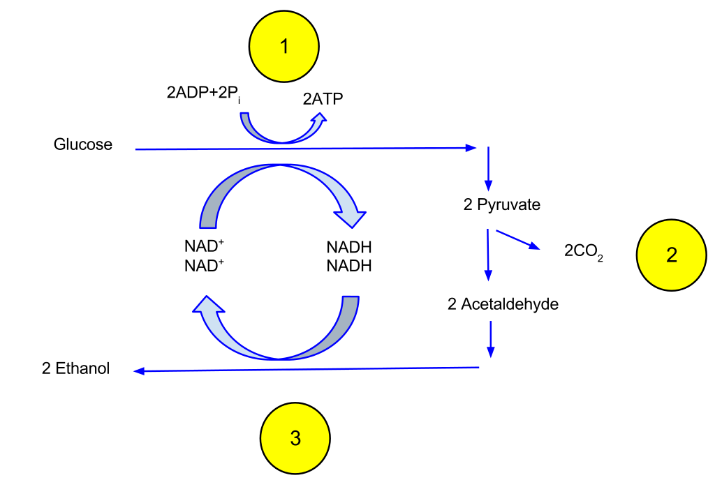 Diagram of alcoholic fermentation