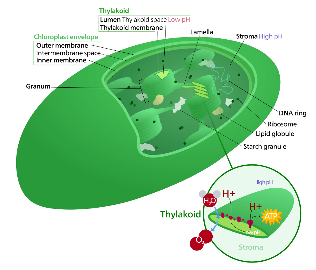 Chloroplasts contain thylakoids, which is where photosynthesis actually happens.