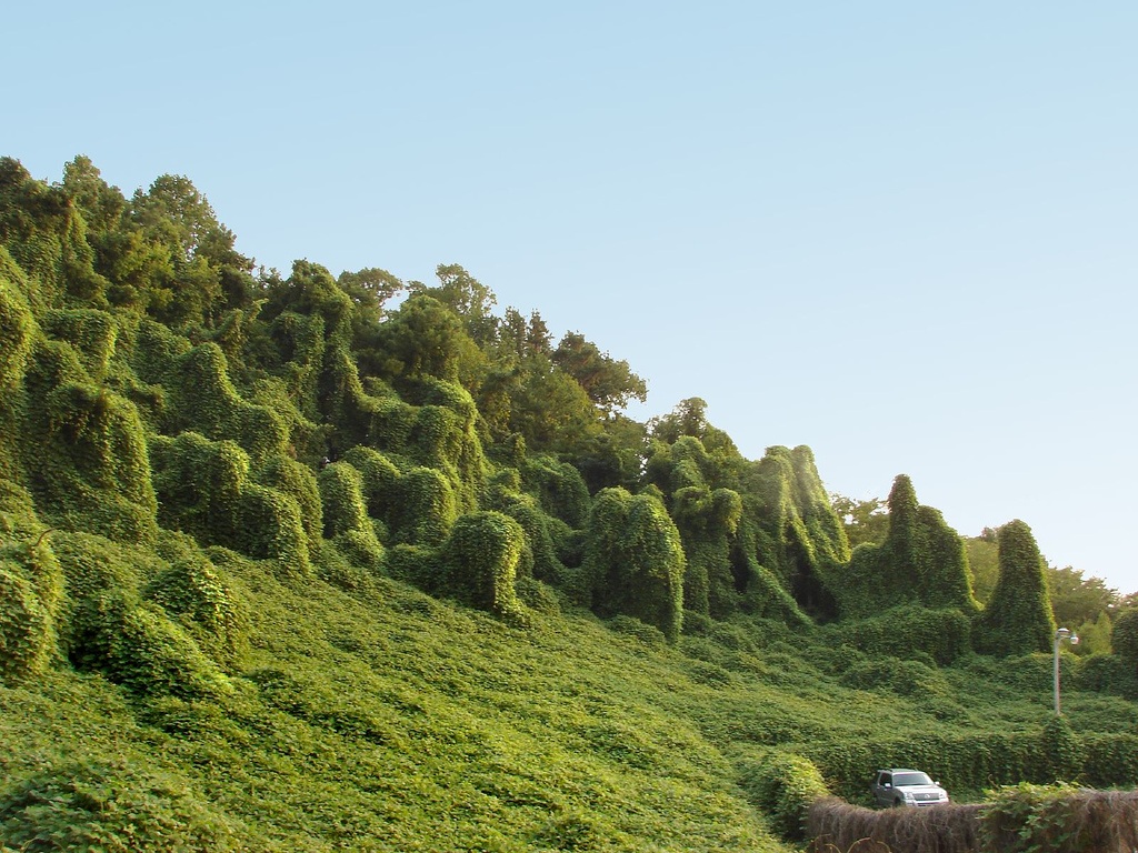 A forest covered in kudzu vines. The vague outline of trees are visible.