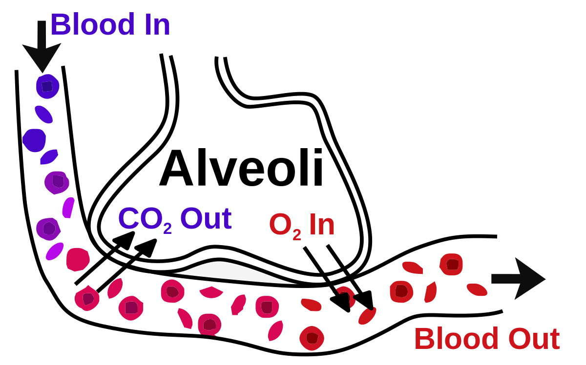 Oxygen transfer in the alveoli of the lungs.