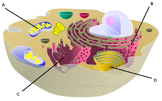 A diagram of the cell.