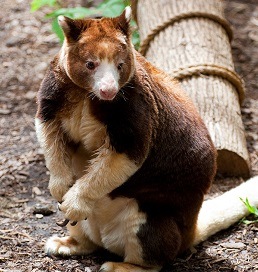 Matschie's tree kangaroo