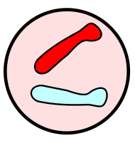 Two sister chromatids. 