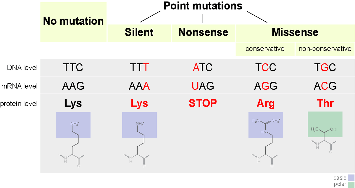 Point Mutation Definition Types Expii Point Mutation Definition Types Expii