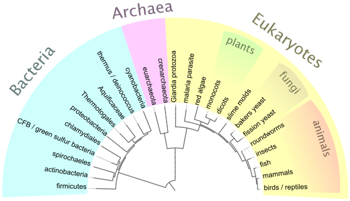 A simplified tree of life. The tree splits into bacteria, archaea, and eukaryotes. Bacteria include actinobacteria and green sulfur bacteria. The eukaryotes eventually split into a branch that leads to red algae, then a branch that leads to slime molds, then a branch that leads to baker's yeast and fission yeast, then a branch that leads to roundworms, and then a branch that leads to fish.
