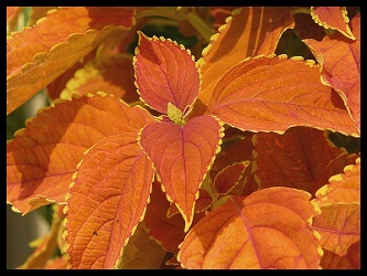 A plant with orange colored leaves.