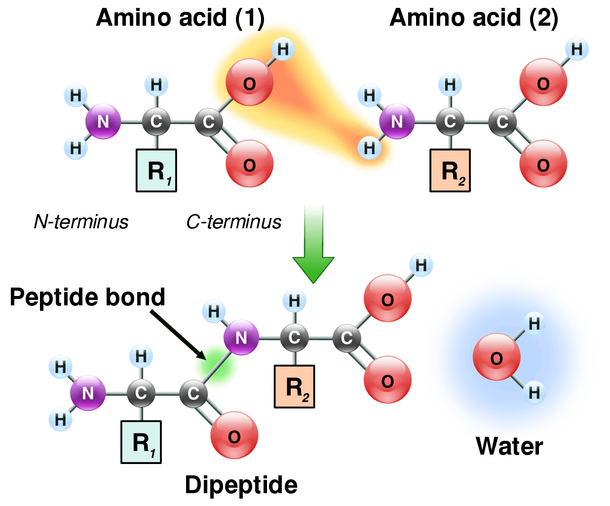 Amino Acids Polypeptide Chains Structure Synthesis Expii
