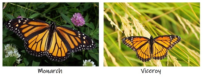 A monarch butterfly and a viceroy butterly