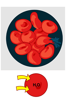 Blood cells in a solution.  The cells are swollen and there are arrows pointing into them labeled "water."