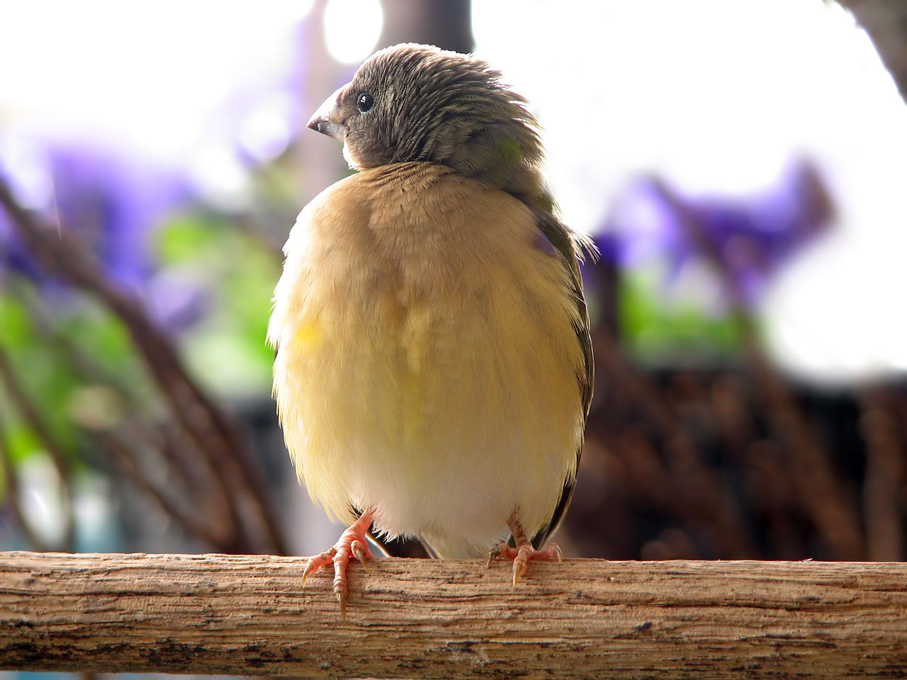 Young bird standing on branch