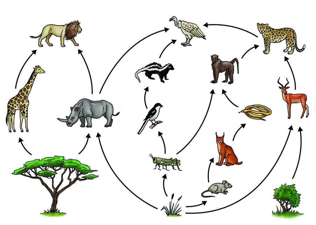 A savanna food web.