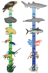 Two food chains are shown.  The first one shows grass, grasshoppers, bees, a frog,  a snake, and then a hawk. The other shows algae, zooplankton, shrimp, a fish, a dolphin, and a shark. 