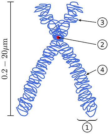 The chromosome picture has four labeled part.  Half of the chromosome is labeled one. The longer arm is labeled four, while the shorter leg is labeled three. The center piece that connects the arms is labeled two. 