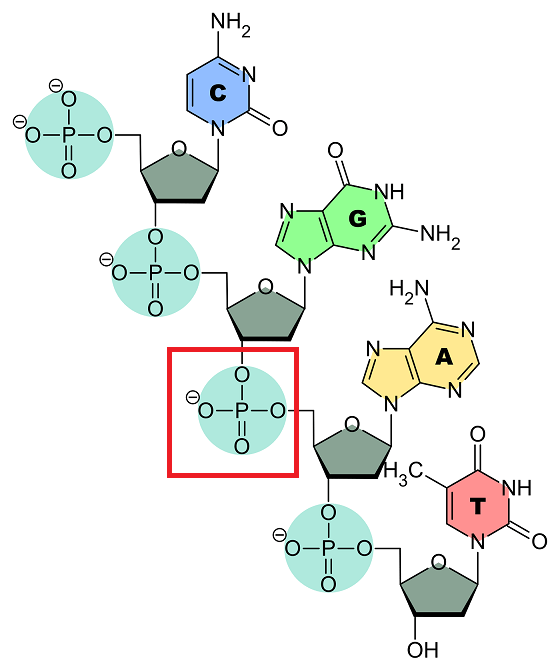 A nucleotide made of pentagonal structure, a ring structure with nitrogen atoms, and a phosphorus atom bonded to four oxygen atoms (in a red box).