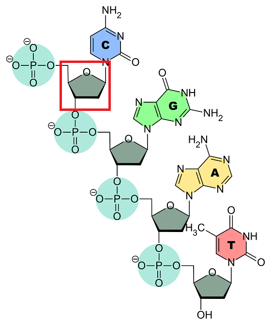 DNA is a polymer of nucleotides that each contain a sugar-phosphate backbone and nucleobase.  DNA has four possible nucleobases: cytosine, guanine, adenine, and thymine. In the image above, the box surrounds the part of the backbone that lacks a phosphate group. 