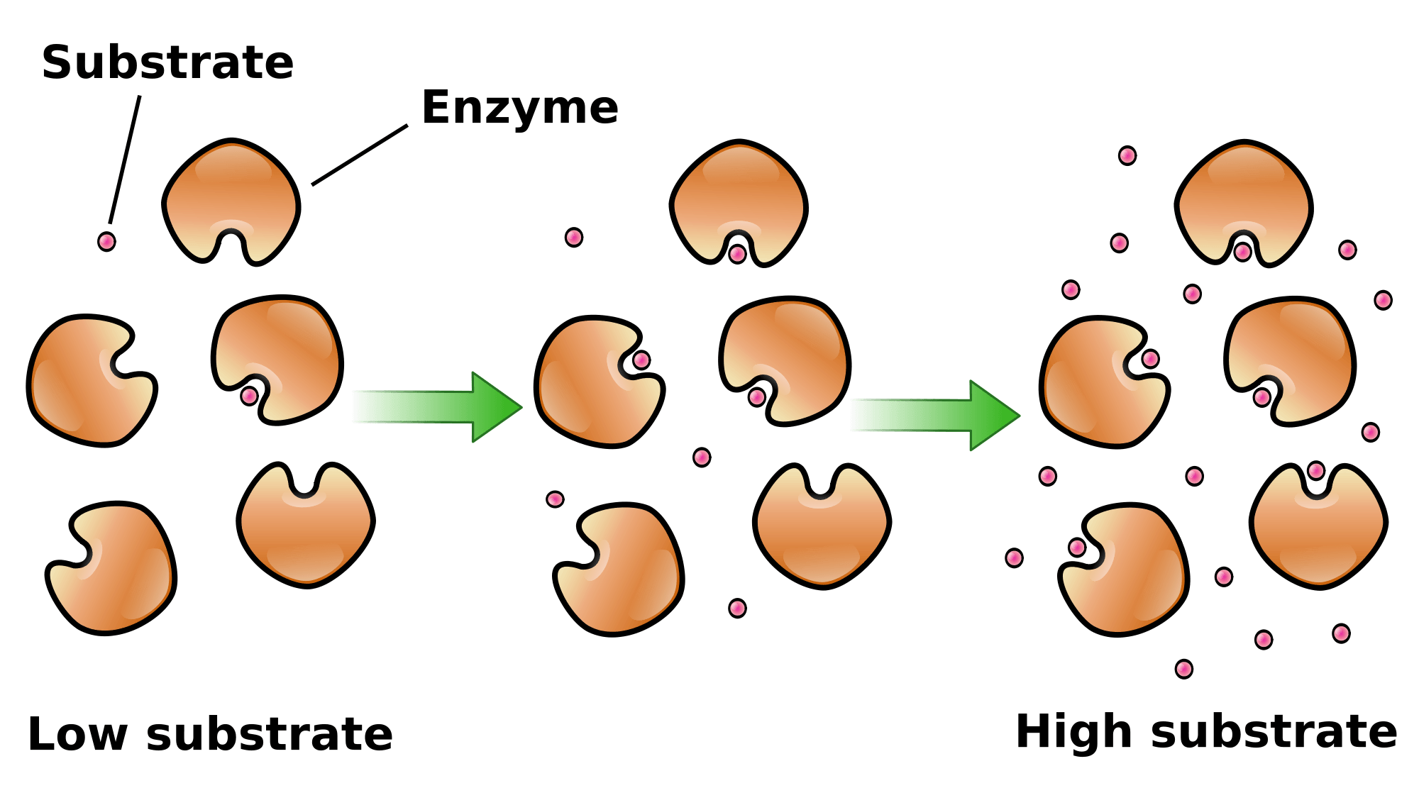 An example of low concentration of substrate would be if there were three substrates for five enzymes. High concentration would look like 30 substrates and five enzymes.