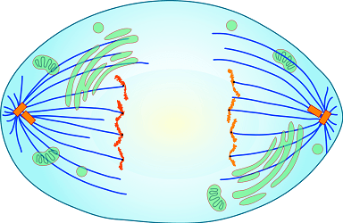 chromatids are being separated from each other to opposite sides of the cell