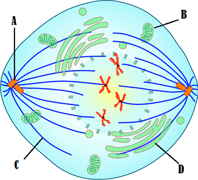 A points to twizzler looking things, B points at a lima bean like thing, c points at a fiber, and D points at the Golgi body.