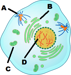 A cell with the centrioles labeled A, the golgi labeled B, the mitochondria labeled C, and the chromosomes labeled D.