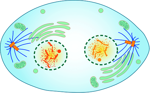 cell is nearly done dividing, structures established for new cell