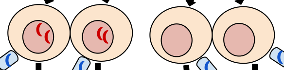 Two gametes with two chromosomes and two gametes with no chromosomes.