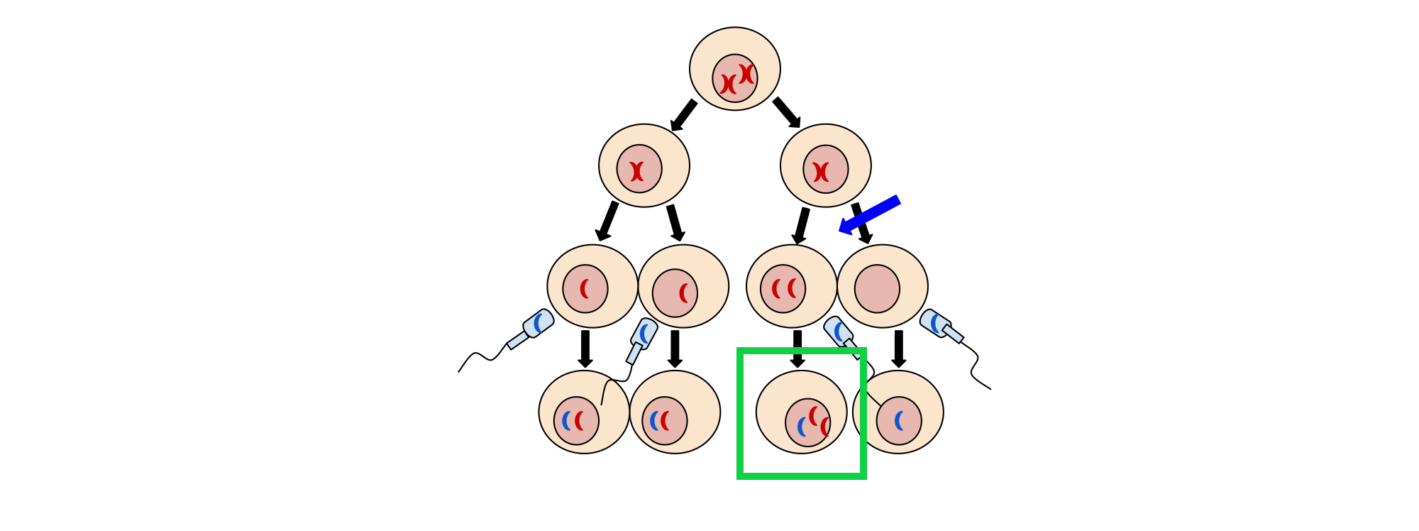 The image shows nondisjunction resulting three chromosomes.