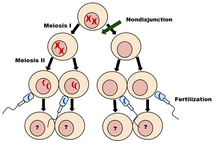 nondisjunction