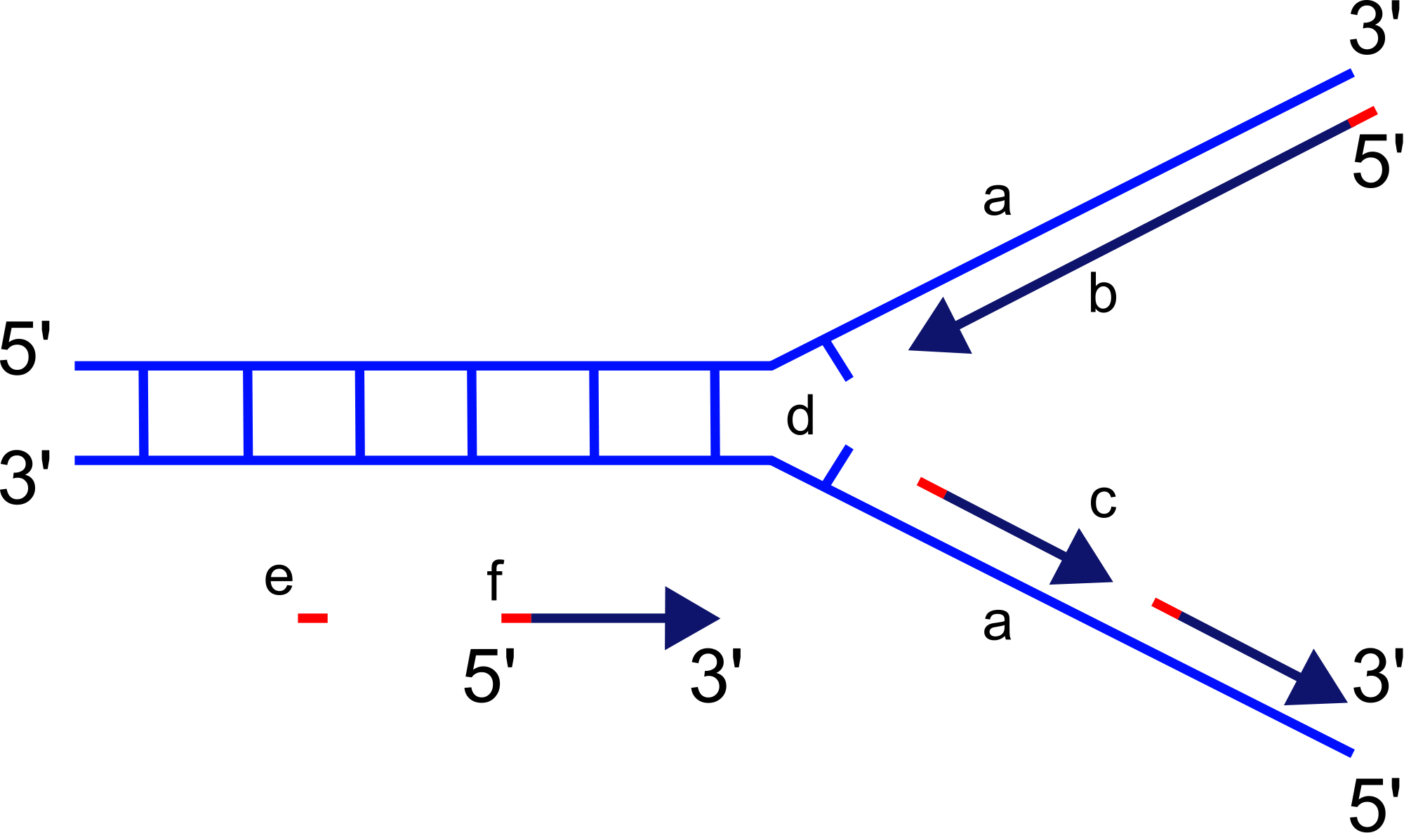 The strand labeled 3 prime is also labeled A. The strand labeled 5 prime is labeled C. The newly made strand labeled 5 prime is made from the template of A. The place where the DNA unzips is labeled D.