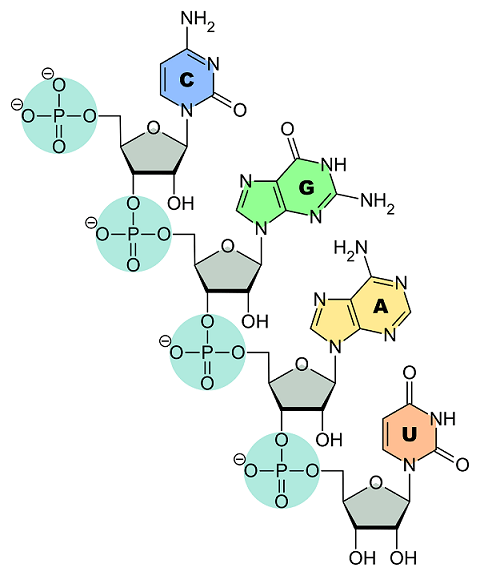 This diagram shows a single-stranded molecule consisting of a string of nucleotides. The nitrogenous bases read C G A U, respectively.