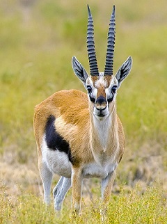 A picture of a gazelle.