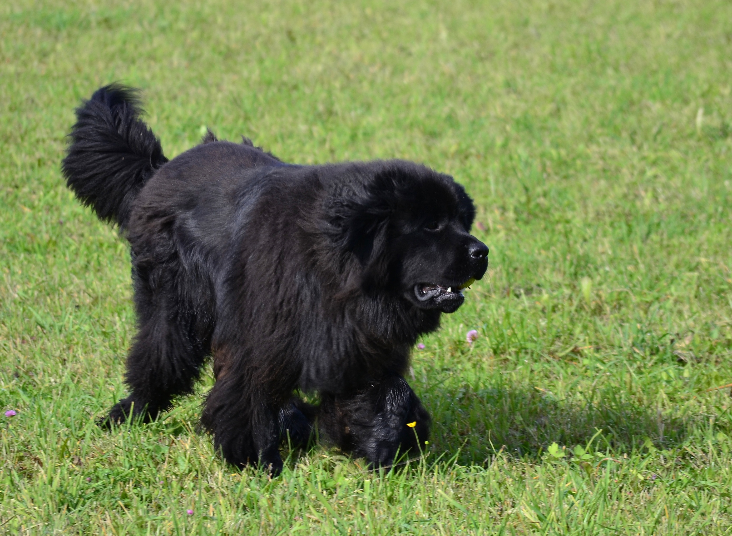 Fluffer.