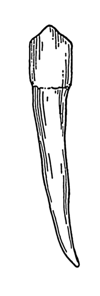 The tooth is long, thin, and sharply pointed.