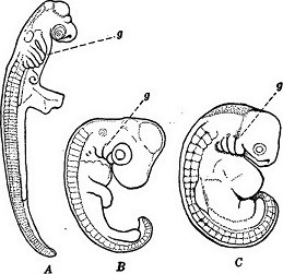 Three similar embryos of different species.