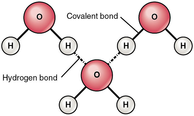 Hydrogen bonding between water molecules
