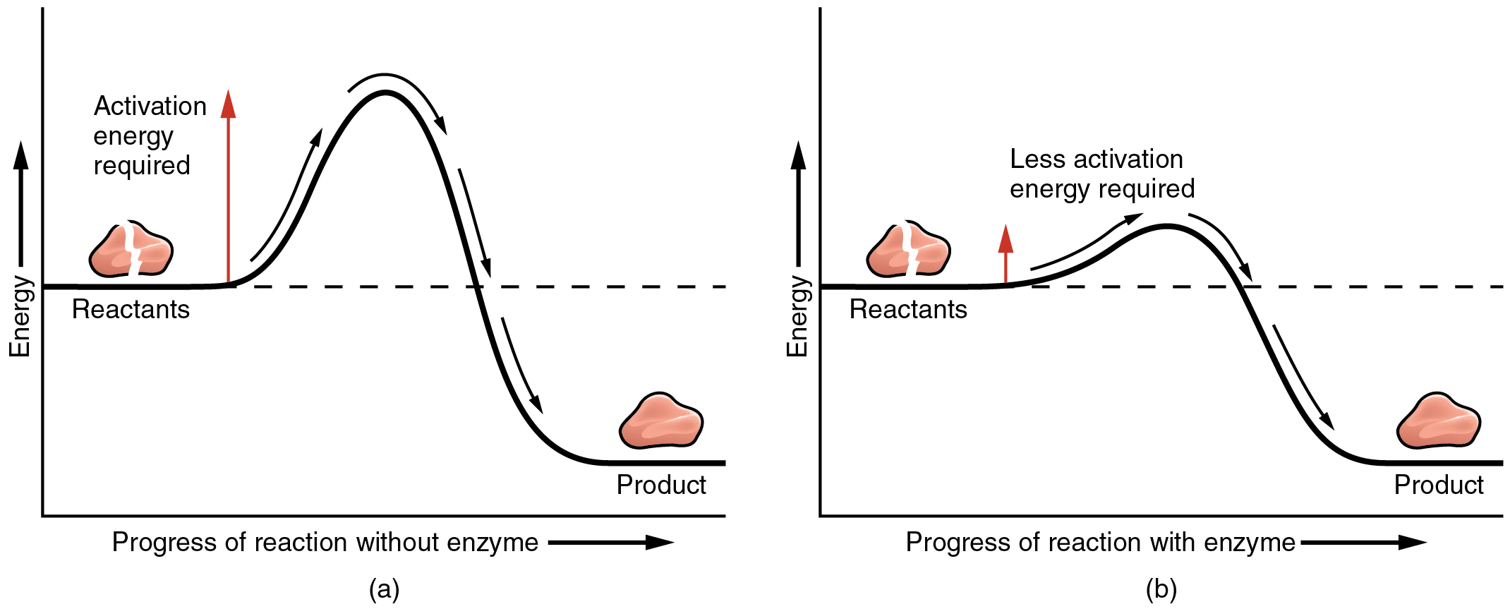 Enzymes lower the activation energy of chemical reactions.